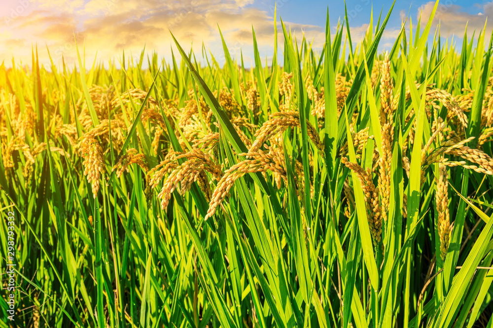 Fototapeta premium Yellow paddy field and beautiful sky at sunset