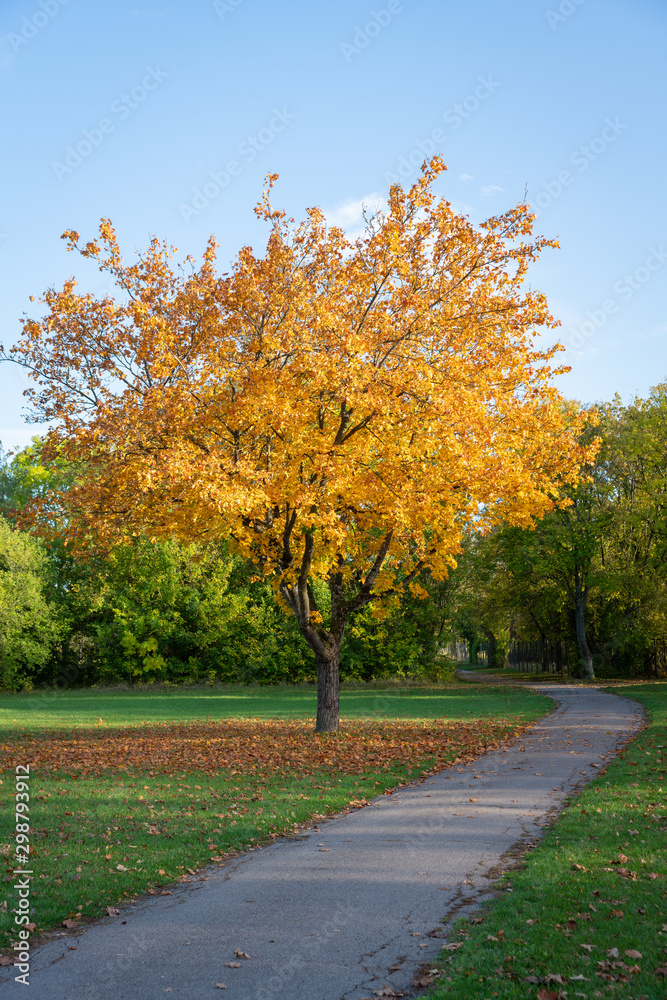 Naklejka premium Weg durch einen herbstlichen Park