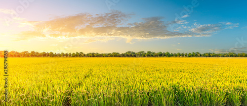Fotografija Yellow paddy field and beautiful sky at sunset