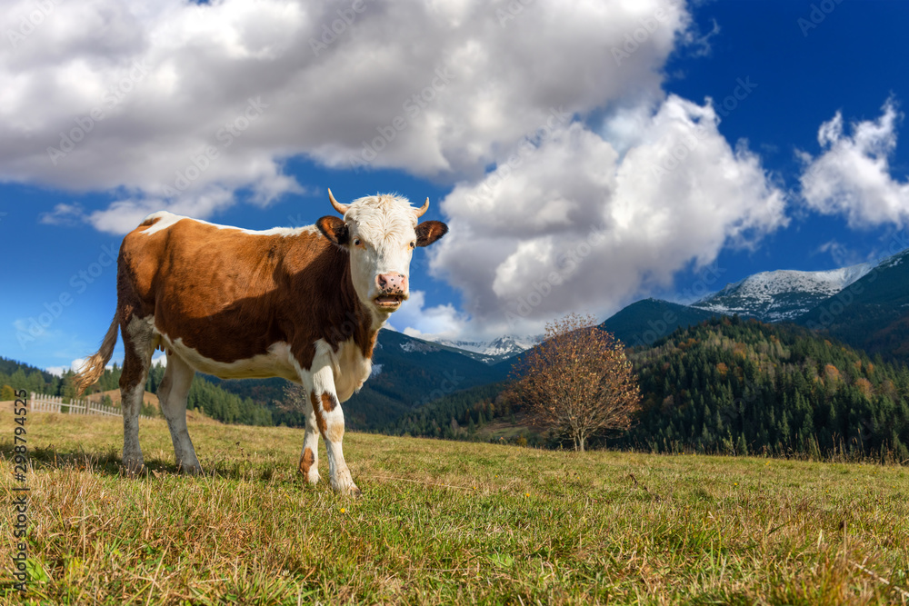 Brown cow on pasture in mountains Brown cow on pasture in mountains