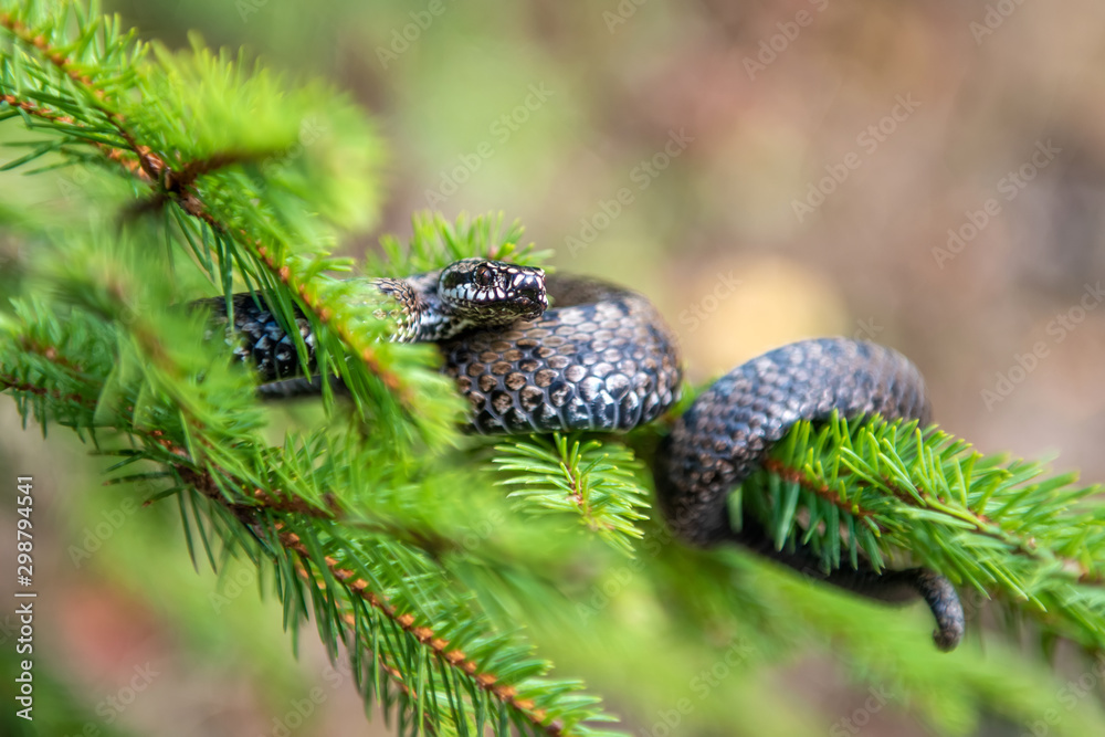 Vipera berus poisonous viper in summer on branch the of tree Vipera berus poisonous viper in summer on branch the of tree
