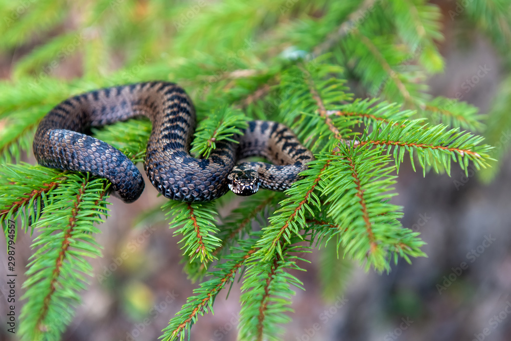 Vipera berus poisonous viper in summer on branch the of tree Vipera berus poisonous viper in summer on branch the of tree
