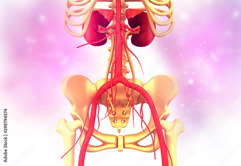 Human kidney with skelton on medical background. 3d render. Human kidney with skelton on medical background. 3d render.