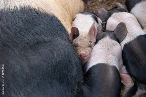 Saddleback piglets, sus scrofa domesticus, sleeping with their mother in a pig pen photo