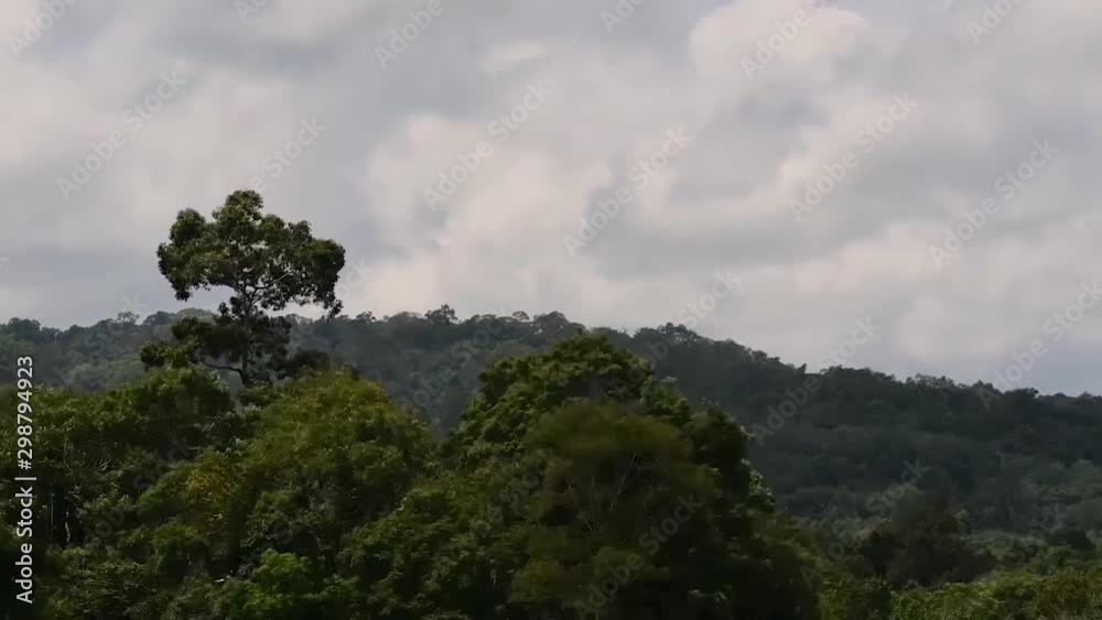 A Tree Jutting out of the Forest, Mountains and Moving Clouds in Khao Yai National Park, Time-lapse at Original Speed; the clouds moving fast and trees shaken by the wind. A Tree Jutting out of the Forest, Mountains and Moving Clouds in Khao Yai National Park, Time-lapse at Original Speed; the clouds moving fast and trees shaken by the wind.