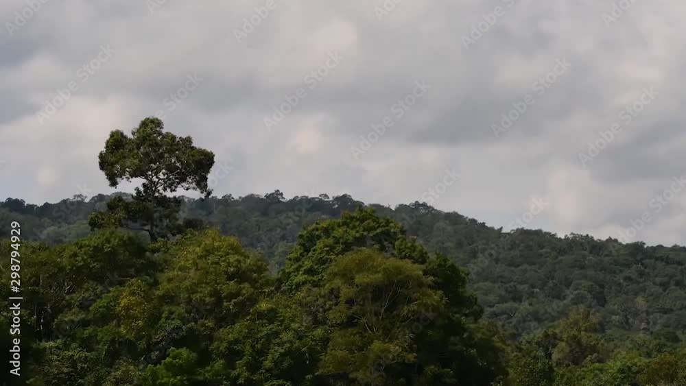 A Tree Jutting out of the Forest, Mountains and Moving Clouds in Khao Yai National Park, Time-lapse at Original Speed; the clouds moving fast and trees shaken by the wind. A Tree Jutting out of the Forest, Mountains and Moving Clouds in Khao Yai National Park, Time-lapse at Original Speed; the clouds moving fast and trees shaken by the wind.