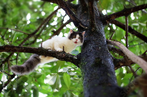 Canvas Print Beautiful little cat stuck in a tree in the garden