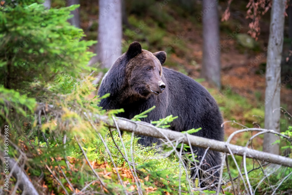 Obraz premium Brown bear in autumn forest