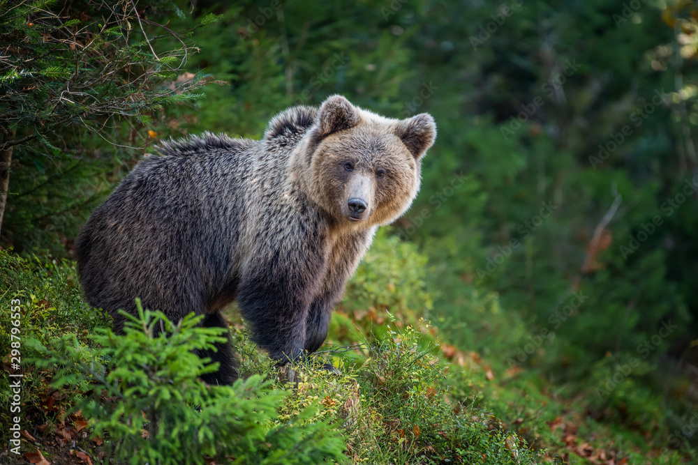 Obraz premium Brown bear in autumn forest