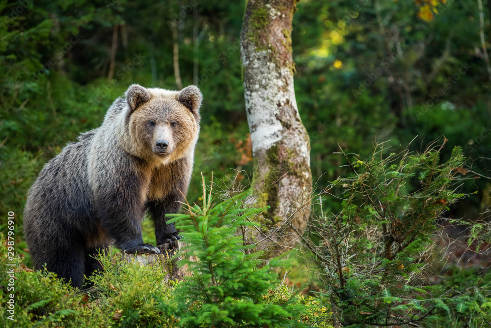 Obraz premium Brown bear in autumn forest