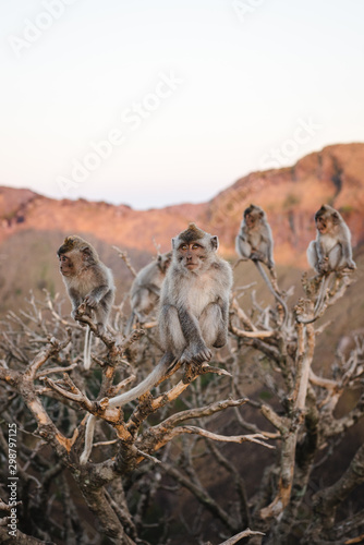 Little monkeys on the tree sunrise Batur point Bali Indinesia