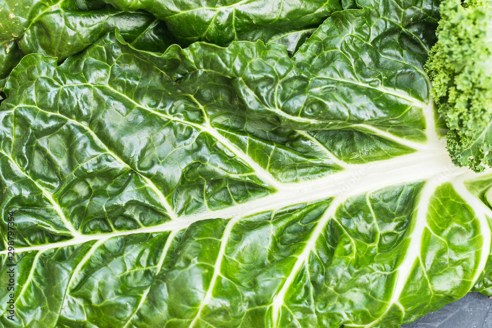 Fototapeta premium Close up of a organic and homegrown swiss chard leaf.