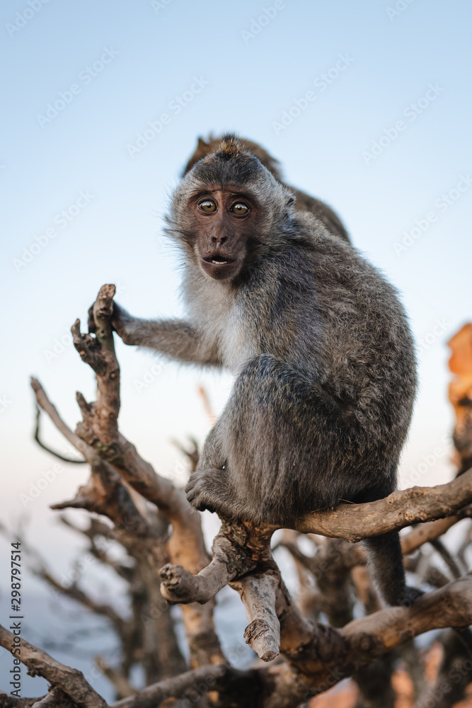 Little monkey on the tree sunrise Batur point Bali Indinesia