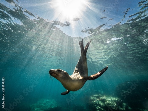 Beautiful shot of a California sea lion seal enjoying the rays of the sun in Baja California © Wirestock 