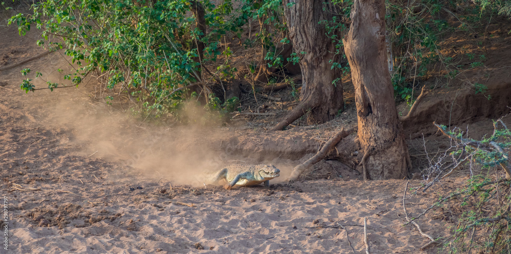 Large crocodile racing down a dry river bank towards the safety of the water image in horizontal format with copy space Large crocodile racing down a dry river bank towards the safety of the water image in horizontal format with copy space