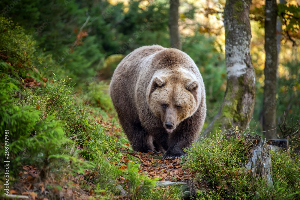 Fototapeta premium Brown bear in autumn forest