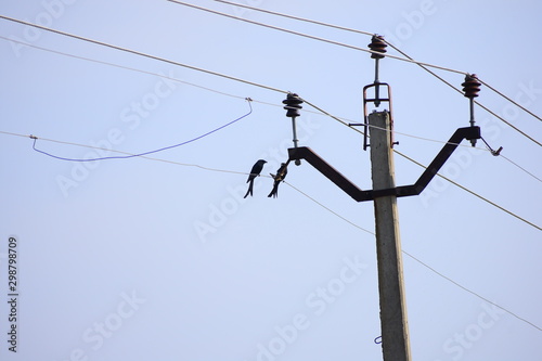 couple of drongo birds sitting on a cable wire photo