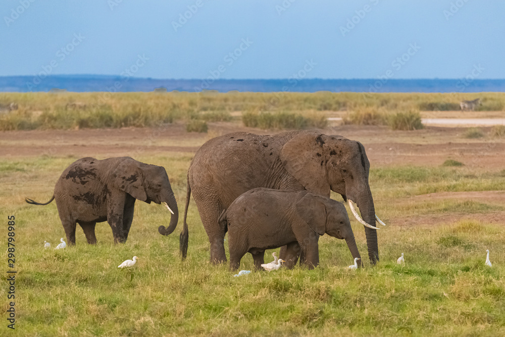 Two elephants in the savannah in the Serengeti park, the mother and a baby elephant walking with western cattle egrets on the grass Two elephants in the savannah in the Serengeti park, the mother and a baby elephant walking with western cattle egrets on the grass