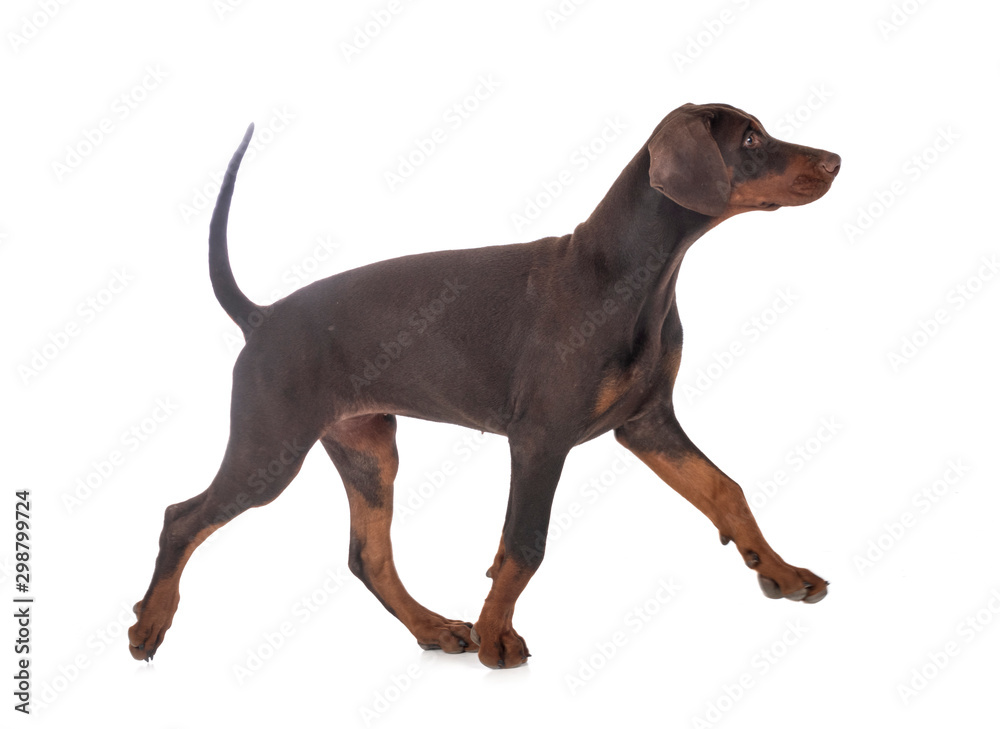 puppy doberman pinscher in studio puppy doberman pinscher in studio