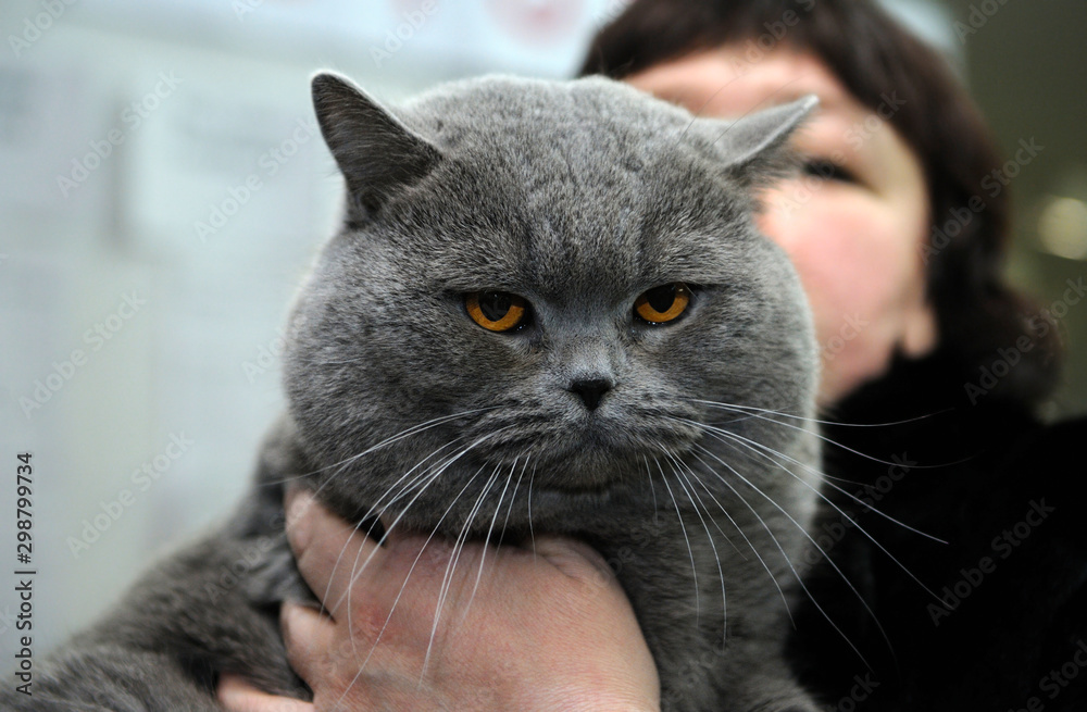 British shorthaired cat, blurred woman owner on a background