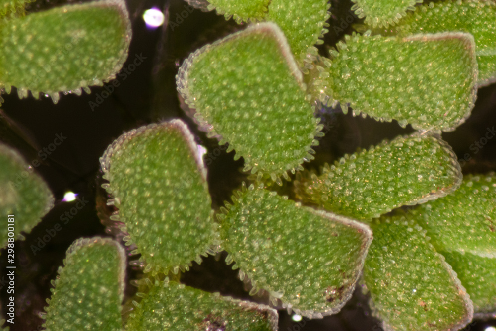Study of Mosquito fern(genus Azolla) is species of aquatic ferns under the microscope. Study of Mosquito fern(genus Azolla) is species of aquatic ferns under the microscope.