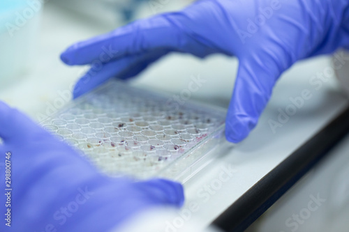 Canvas Print Study of fish blood composition with 96 wells microplate for laboratory testing
