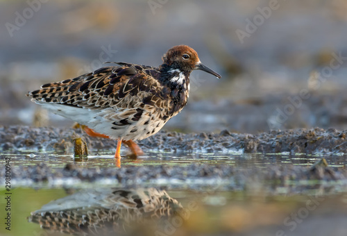 Adult Male Ruff walks in wetlands with dirty damp soil © NickVorobey.com