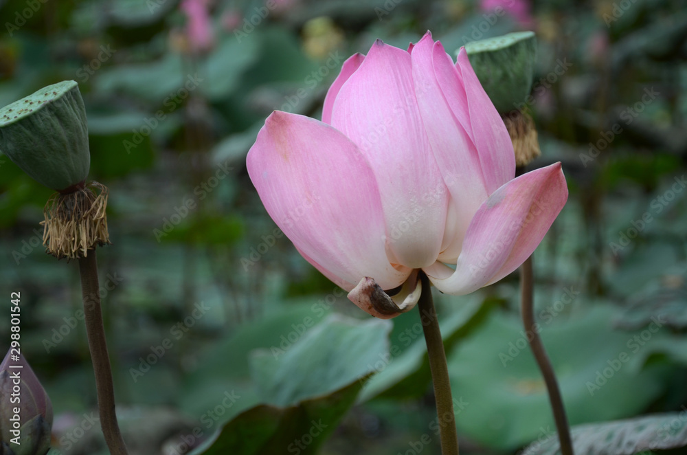 Bud of lotus flower in a pond Bud of lotus flower in a pond