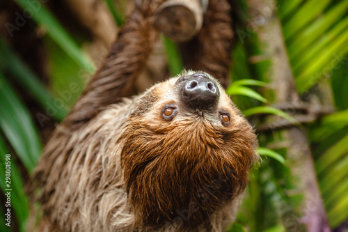 Portrait of a sloth in the wild