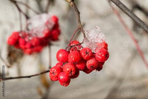 Frozen red Rowan berries in the snow on a branch in late autumn, early winter, close-up, beautiful natural background