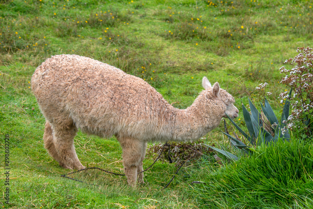 Cute alpaca is walking in the park in Cusco (Peru) Cute alpaca is walking in the park in Cusco (Peru)
