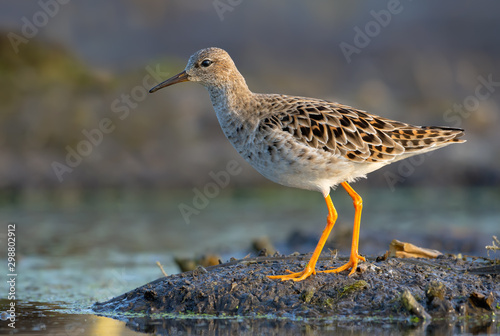 Mature female Ruff walks on damp muddy soil near water in morning