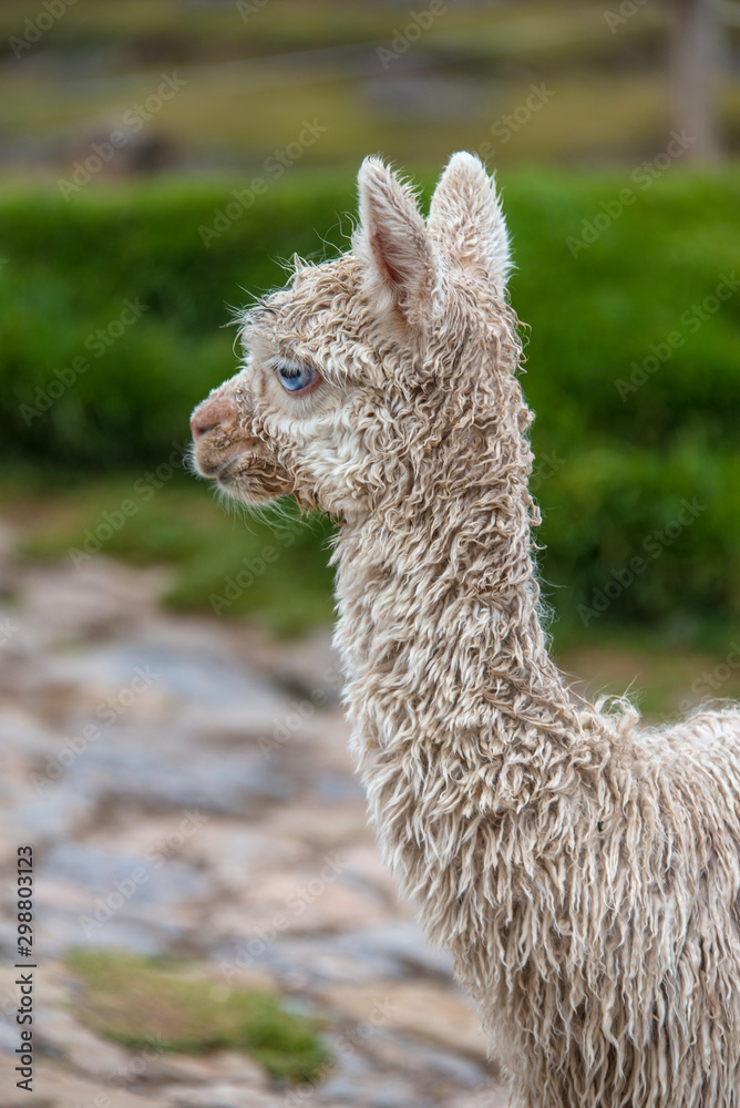 Fototapeta premium Cute baby alpaca in Cusco (Peru)
