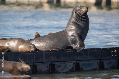 Zalophus californianus California sea lion