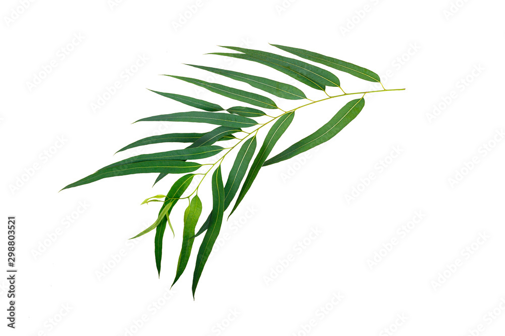 Fototapeta premium Eucalyptus leaves isolated on white background.top view