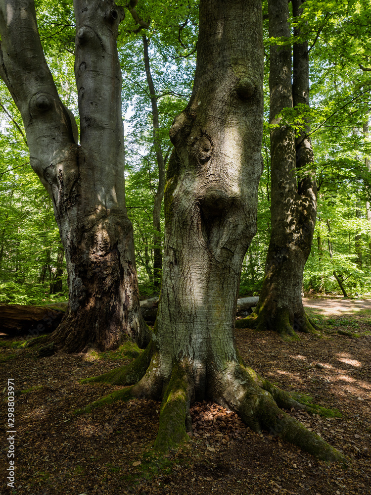 Ensemble von alten Buchen im Wald (Dreieichen, Darßwald) Ensemble von alten Buchen im Wald (Dreieichen, Darßwald)
