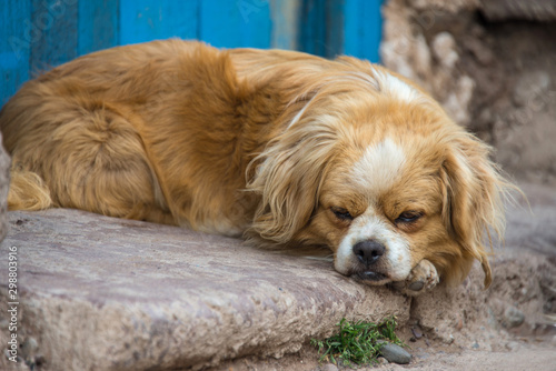 Photography Tibetan Spaniel is lying near the door on the street in Cusco (Peru)