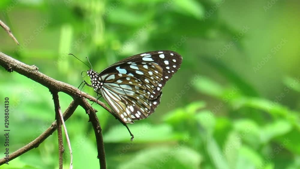 The beautiful butterfly and its wing movement.