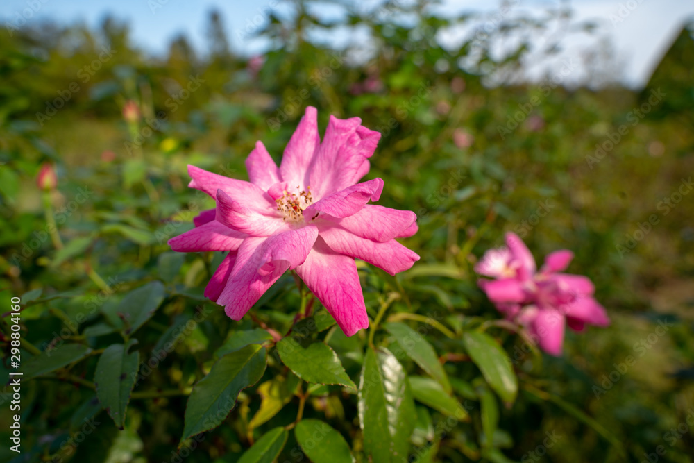 A pink rose at a park in Japan in the Autumn season A pink rose at a park in Japan in the Autumn season