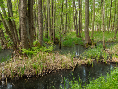Wald mit See mit schwarzem Wasser