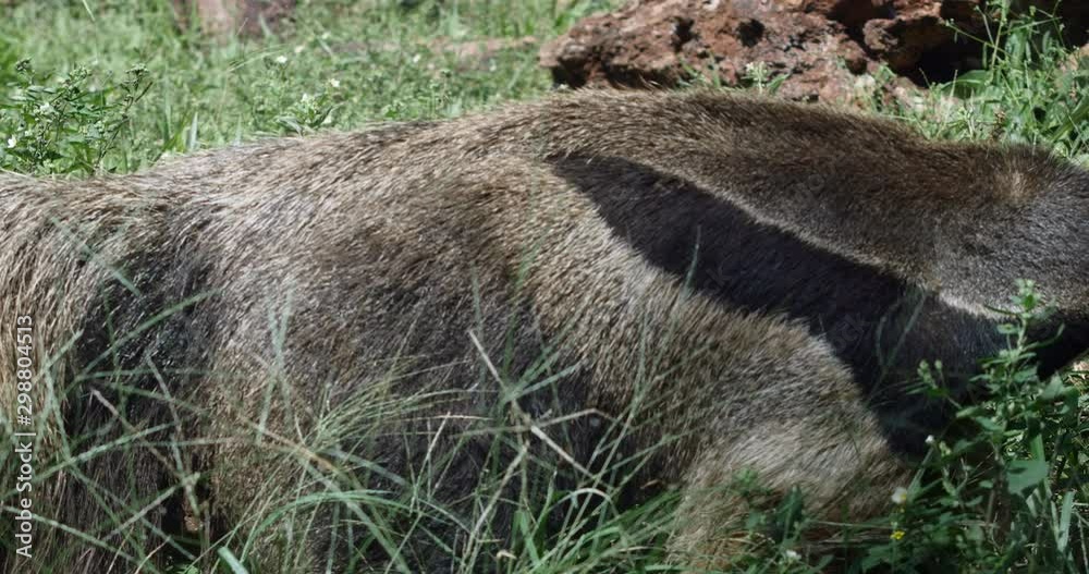 Giant anteater, Brazilian Tamandua Bandeira, exotic animal Giant anteater, Brazilian Tamandua Bandeira, exotic animal