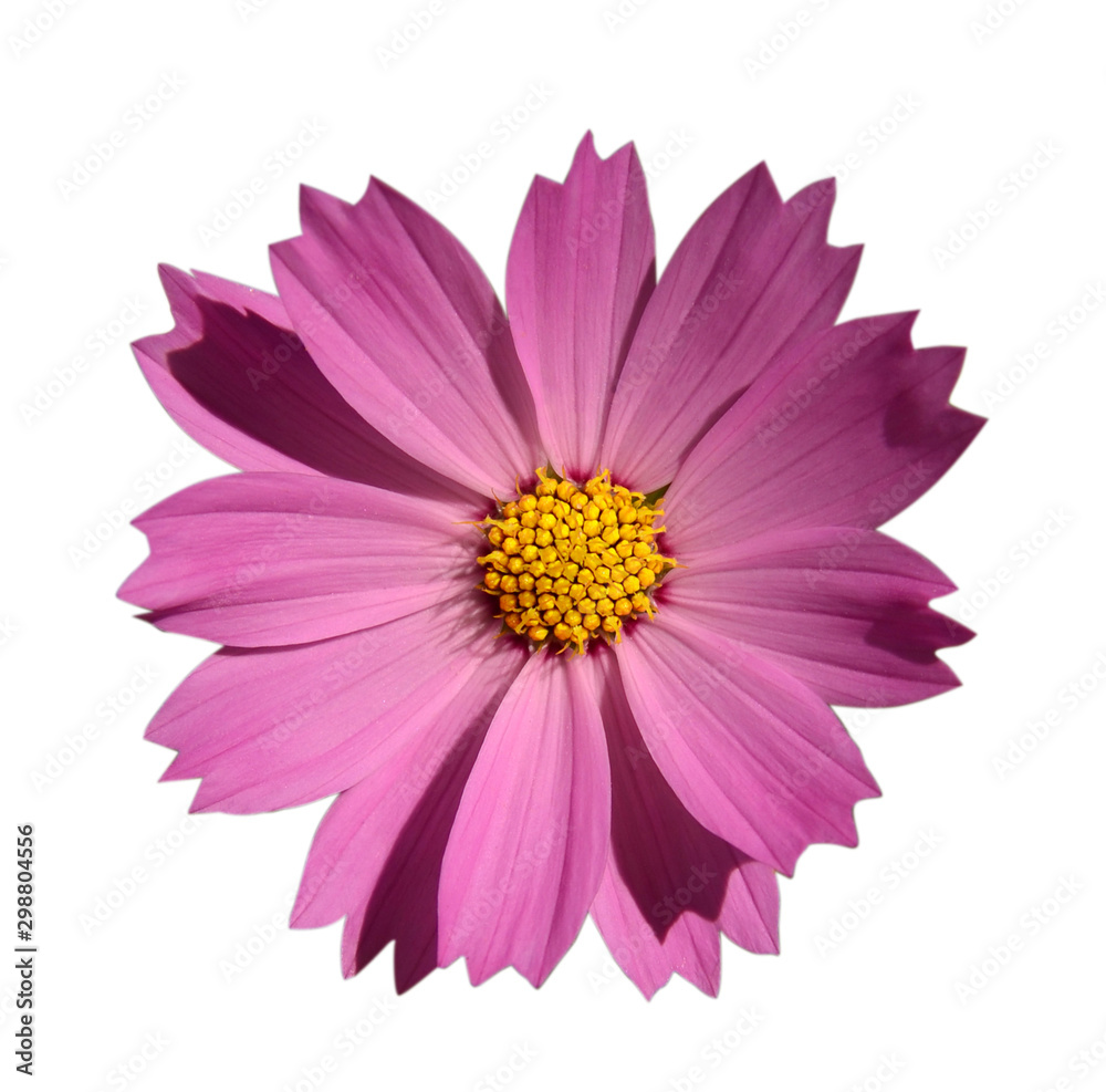 Pink flower with yellow center isolate