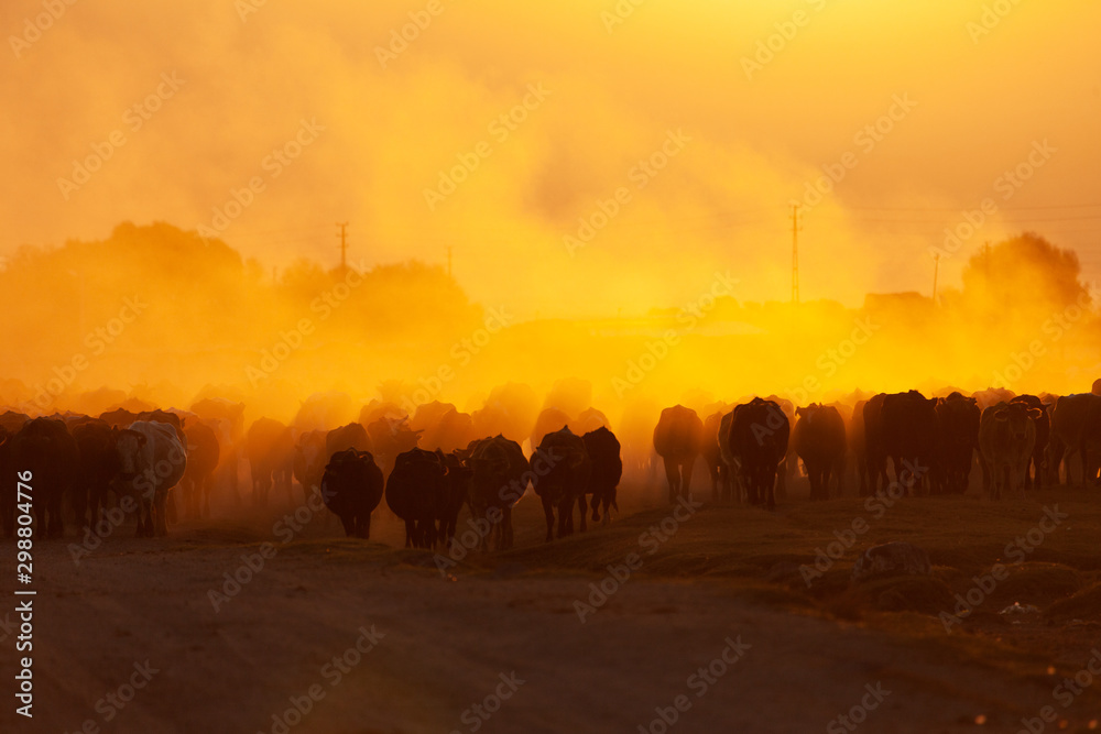 Plakat stado krów na drodze we wsi o wschodzie słońca