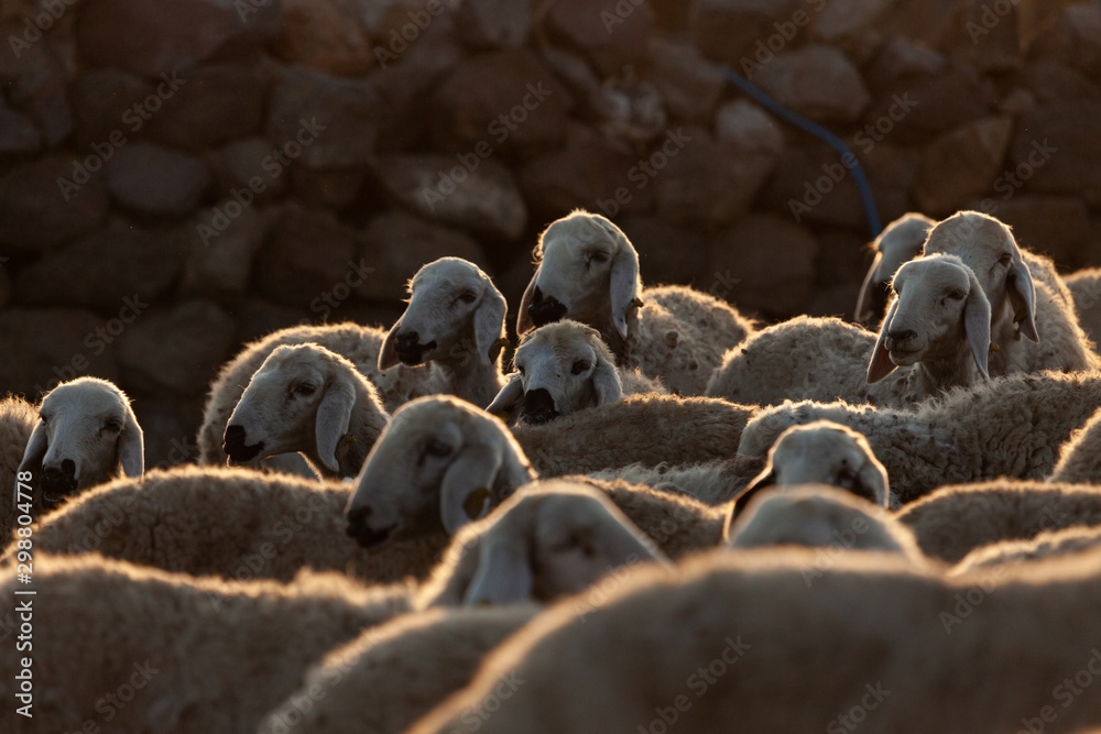 Obraz premium flock of sheep at sunrise