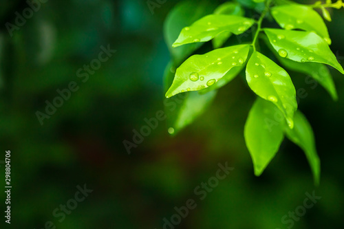 Close-up of water drop on green nature leaf landscape