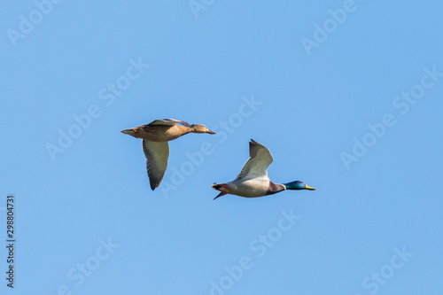 mallard ducks couple (anas platyrhynchos) flying in blue sky
