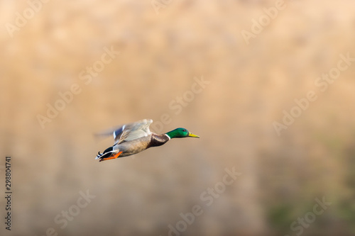 mallard duck (anas platyrhynchos) flying in front of reed