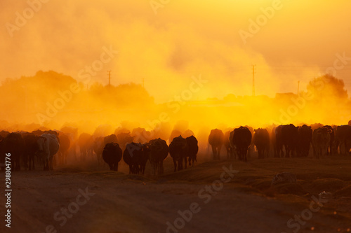 Fototapeta Naklejka Na Ścianę i Meble -  herd of cows on a road in a village at sunrise