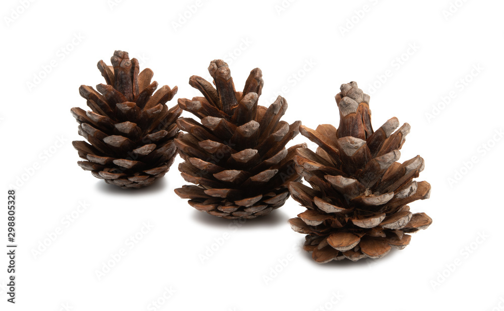 pine cones isolated pine cones isolated