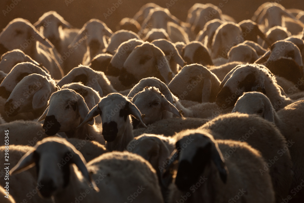 Obraz premium flock of sheep at sunrise